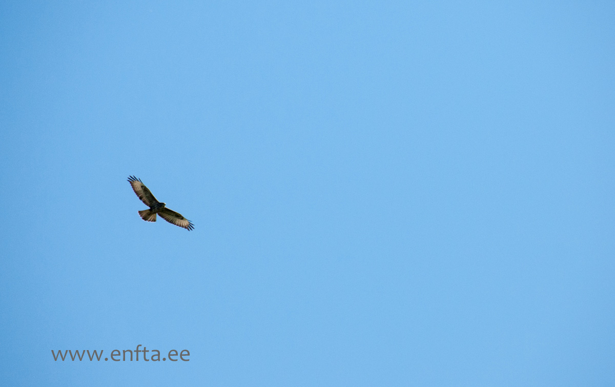 Global Hawk newest Estonian version